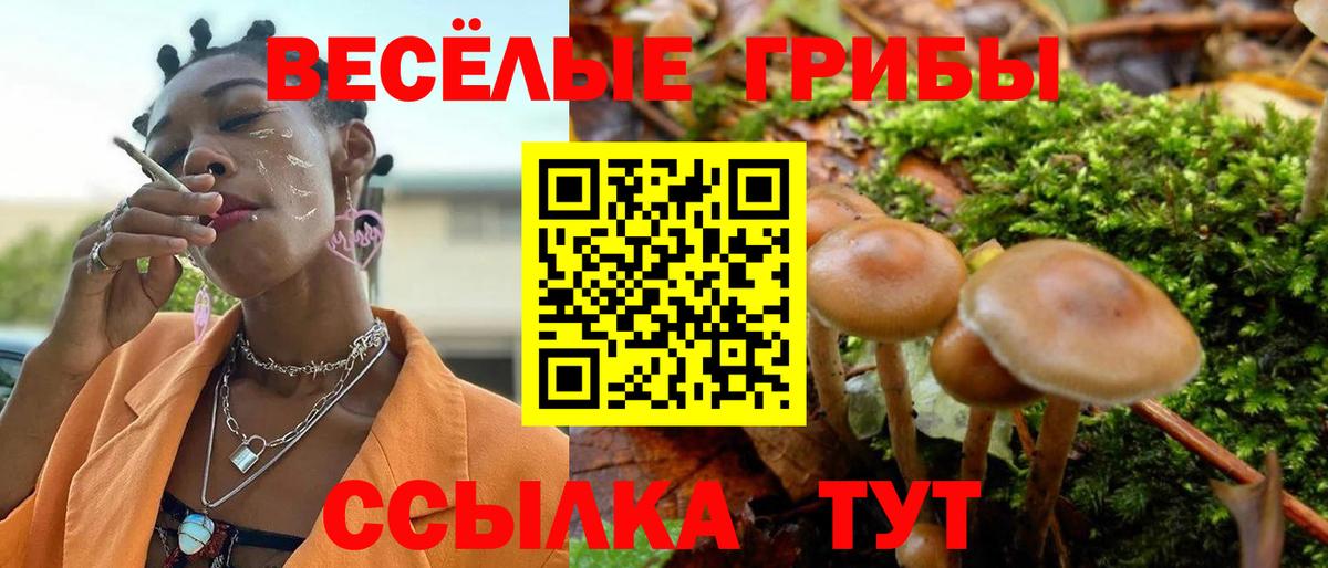 Псилоцибиновые грибы Psilocybine cubensis Крымск